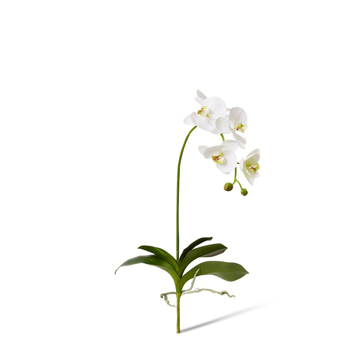 Phalaenopsis Deluxe Plant Pack of 4 - White/Green, 75cm (H)
