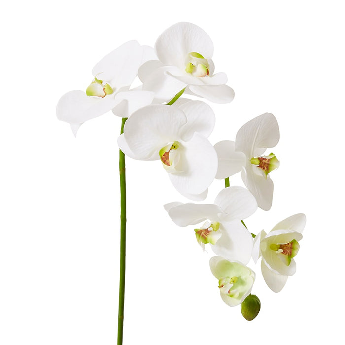 Phalaenopsis Deluxe Plant Pack of 4 - White/Green, 89cm (H)