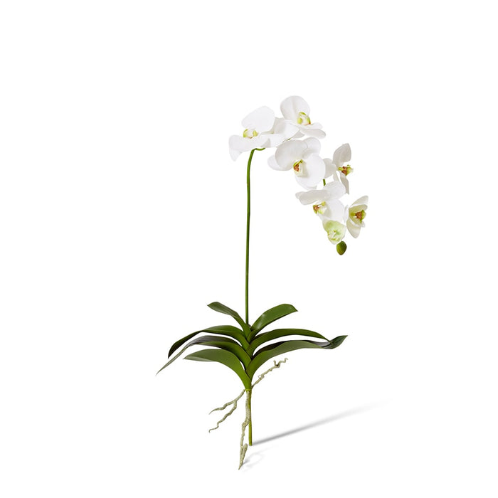 Phalaenopsis Deluxe Plant Pack of 4 - White/Green, 89cm (H)