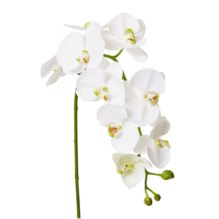 Phalaenopsis Deluxe Plant Pack of 4 - White/Green, 114cm (H)