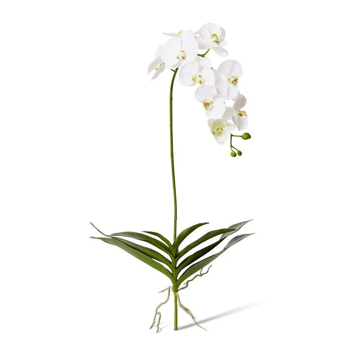 Phalaenopsis Deluxe Plant Pack of 4 - White/Green, 114cm (H)