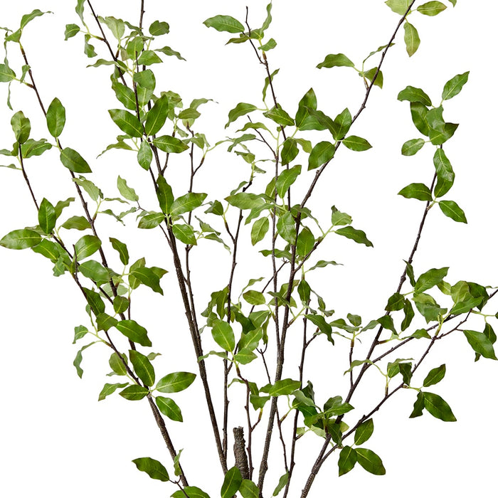 Pittosporum Plant Pack of 2 - Green, 104cm (H)