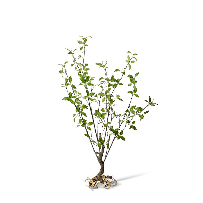 Pittosporum Plant Pack of 2 - Green, 104cm (H)