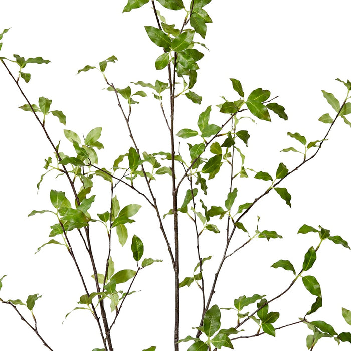 Pittosporum Plant Pack of 2 - Green, 139cm (H)
