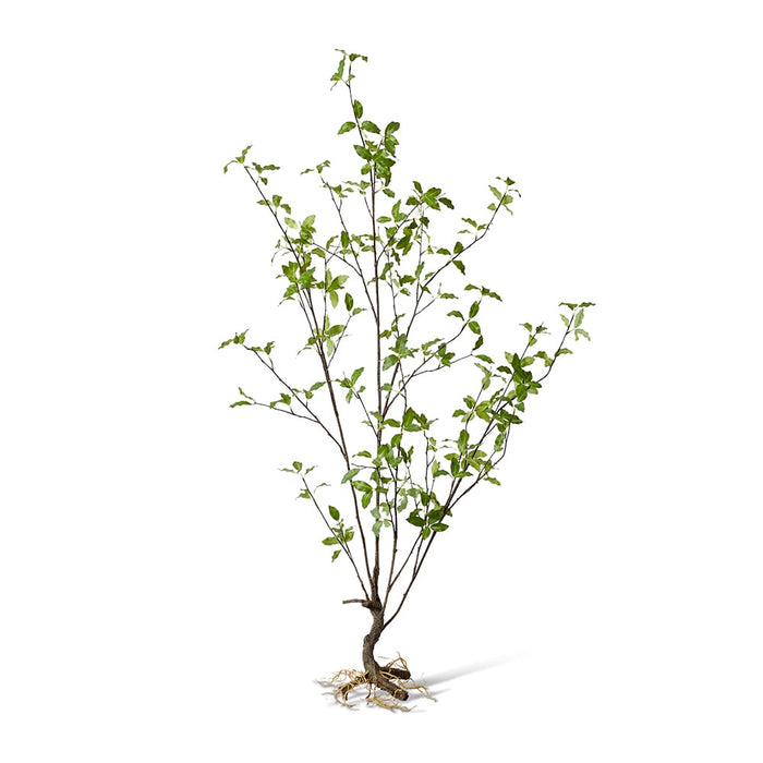 Pittosporum Plant Pack of 2 - Green, 139cm (H)