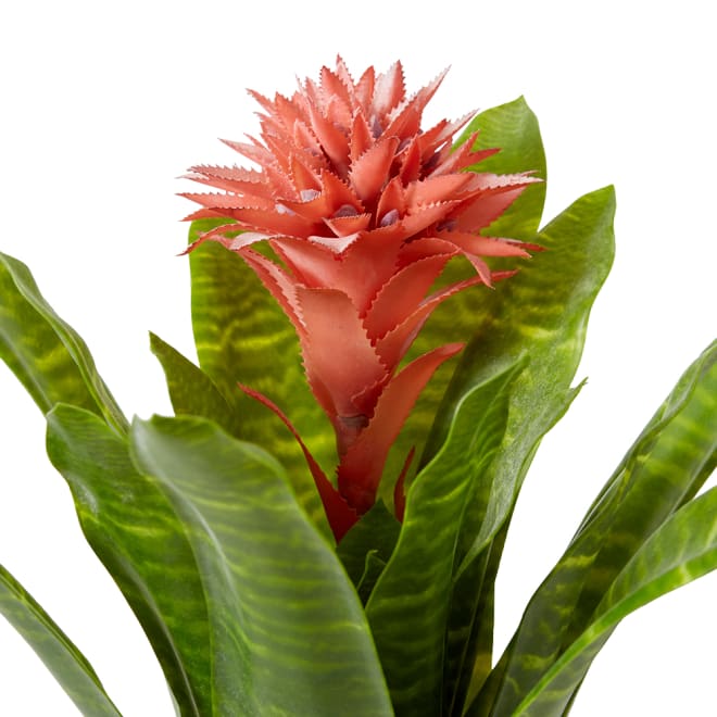 Bromeliad Plant Pack of 2 - Pink/Green, 50cm (H)