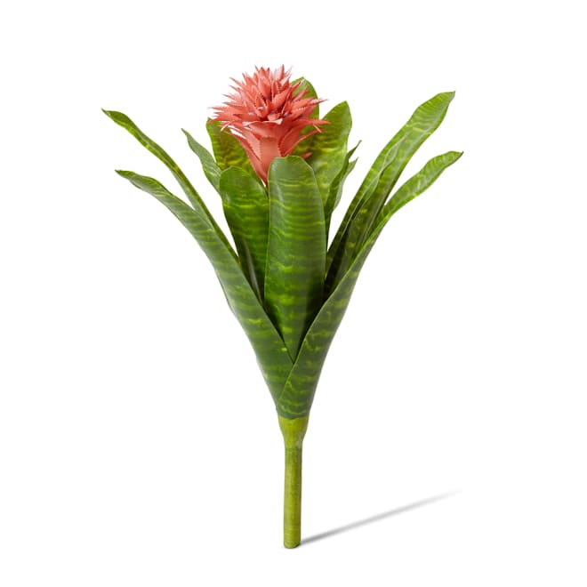 Bromeliad Plant Pack of 2 - Pink/Green, 50cm (H)