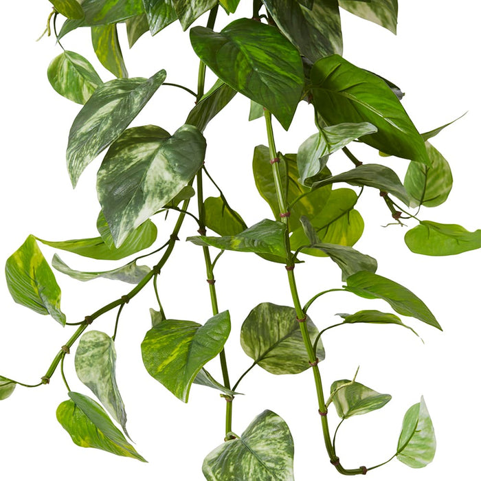 Pothos (Outdoor) Hanging Plant Pack of 12 - Green, 81cm (H)