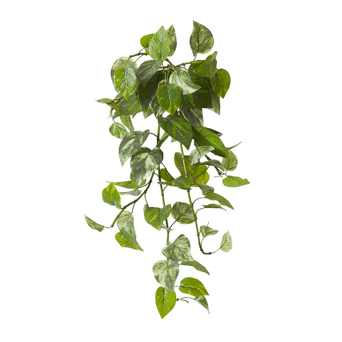 Pothos (Outdoor) Hanging Plant Pack of 12 - Green, 81cm (H)
