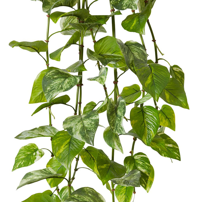 Pothos (Outdoor) Hanging Plant Pack of 6 - Green, 122cm (H)