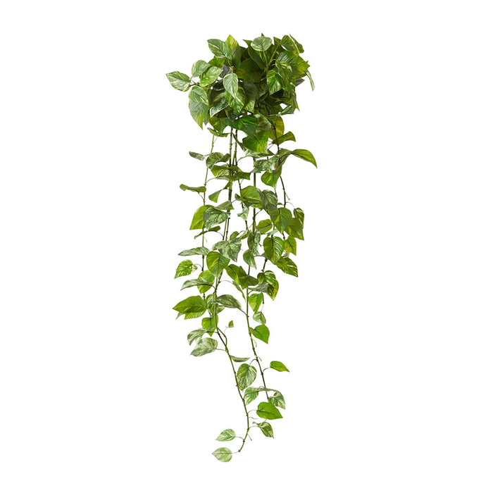 Pothos (Outdoor) Hanging Plant Pack of 6 - Green, 122cm (H)