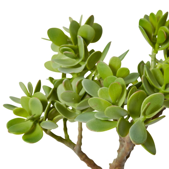 Jade Plant with Roots Pack of 2 - Grey Green, 40cm (H)