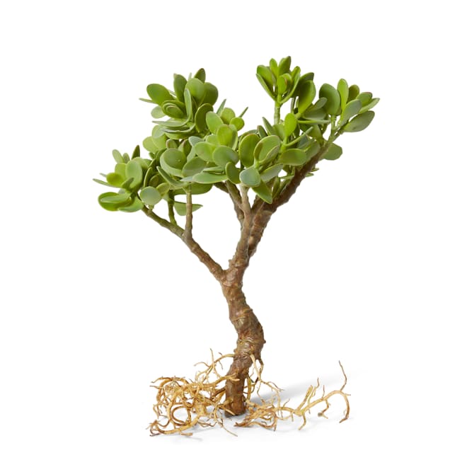 Jade Plant with Roots Pack of 2 - Grey Green, 40cm (H)