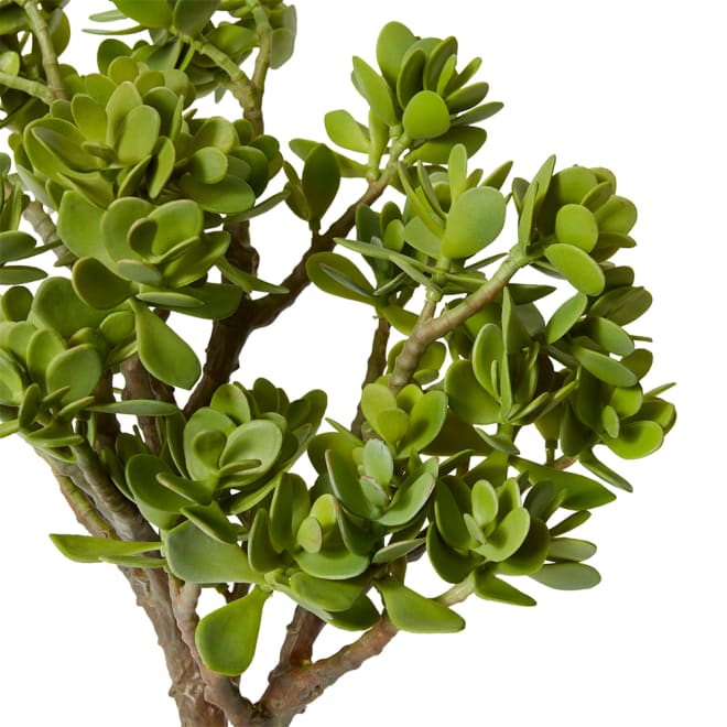 Jade Plant with Roots Pack of 2 - Grey Green, 58cm (H)