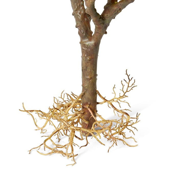 Jade Plant with Roots Pack of 2 - Grey Green, 58cm (H)