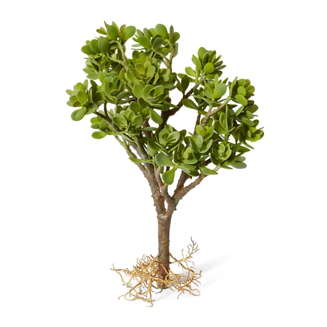 Jade Plant with Roots Pack of 2 - Grey Green, 58cm (H)