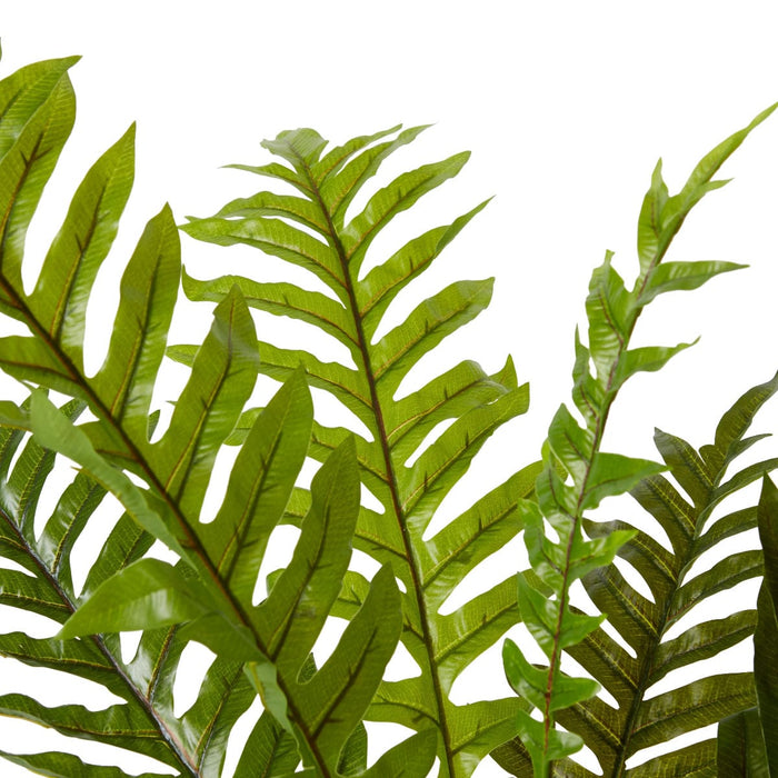 Fern Hares Foot Potted - Green, 66cm (H)