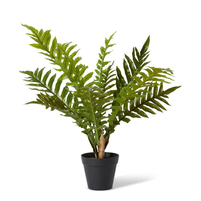 Fern Hares Foot Potted - Green, 66cm (H)