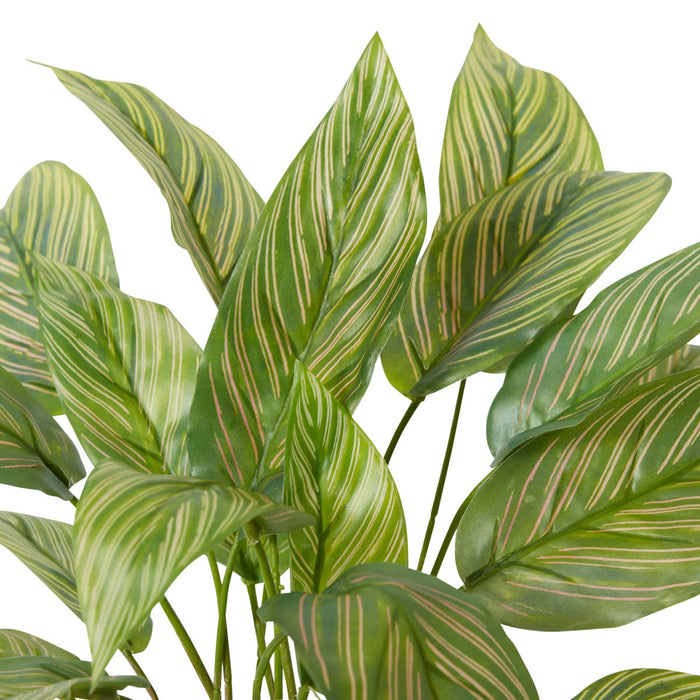 Calathea Plant Potted - Variegated, 43cm (H)