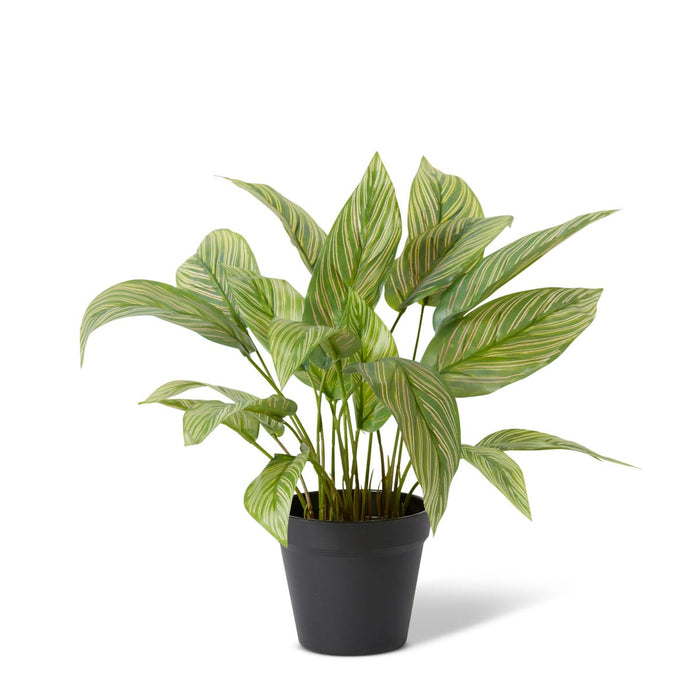 Calathea Plant Potted - Variegated, 43cm (H)