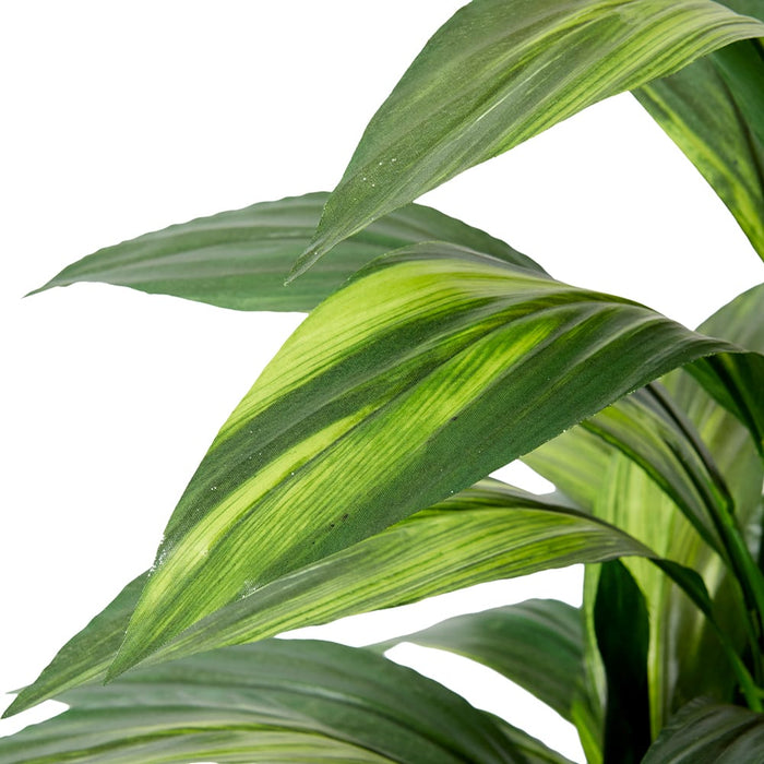 Cordyline Plant Potted - Green, 67cm (H)