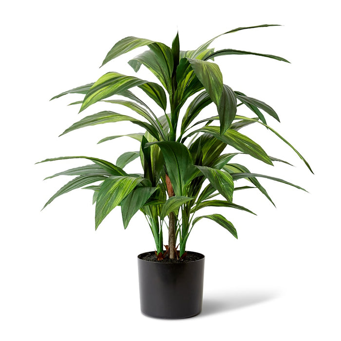 Cordyline Plant Potted - Green, 67cm (H)