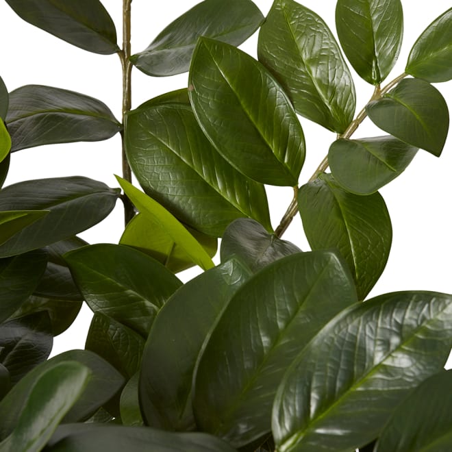 Zanzibar Plant - Green, 90cm (H)