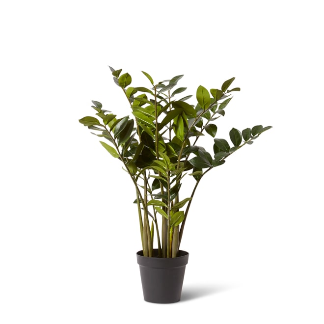Zanzibar Plant - Green, 90cm (H)