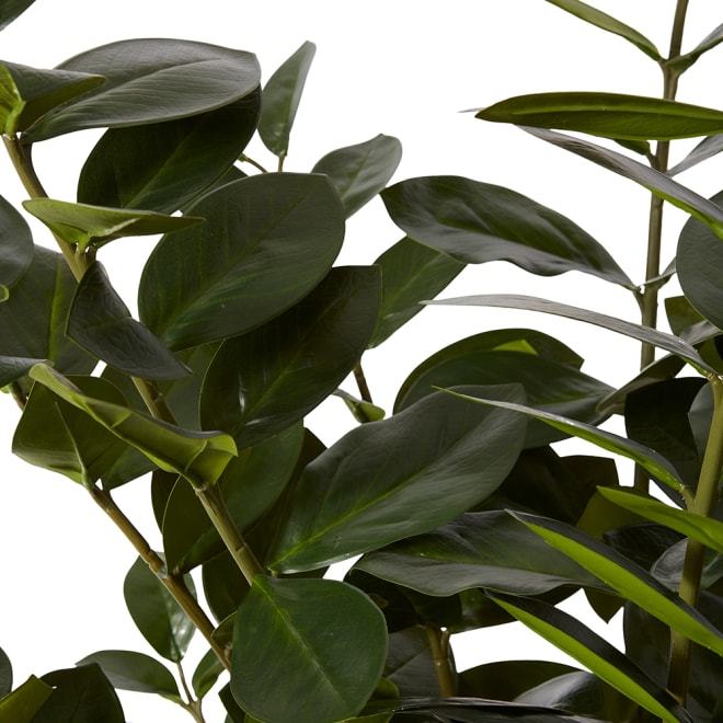 Zanzibar Plant - Green, 120cm (H)
