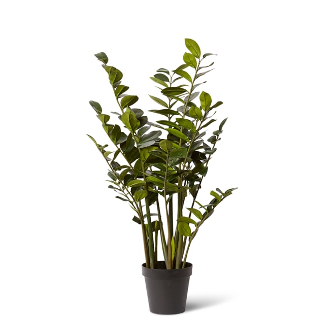 Zanzibar Plant - Green, 120cm (H)