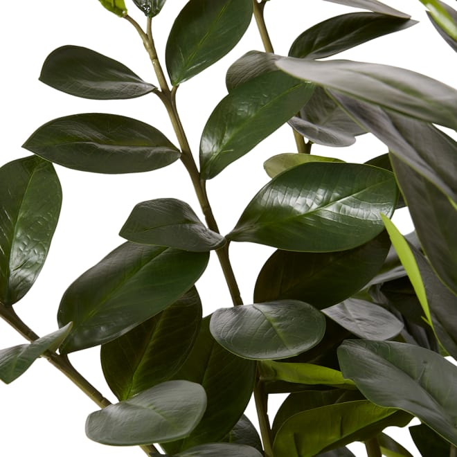 Zanzibar Plant - Green, 137cm (H)