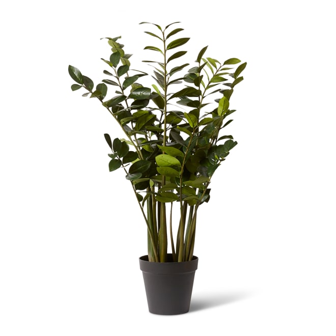 Zanzibar Plant - Green, 137cm (H)