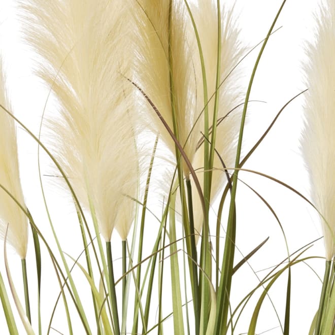Grass Pampas Potted - Green/White, 120cm (H)