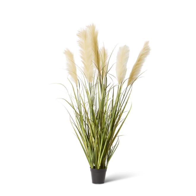 Grass Pampas Potted - Green/White, 120cm (H)