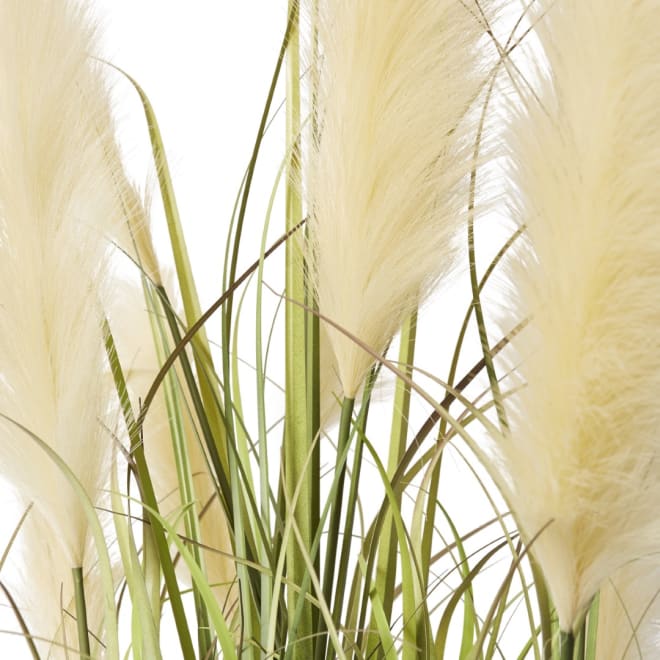 Grass Pampas Potted - Green/White, 150cm (H)