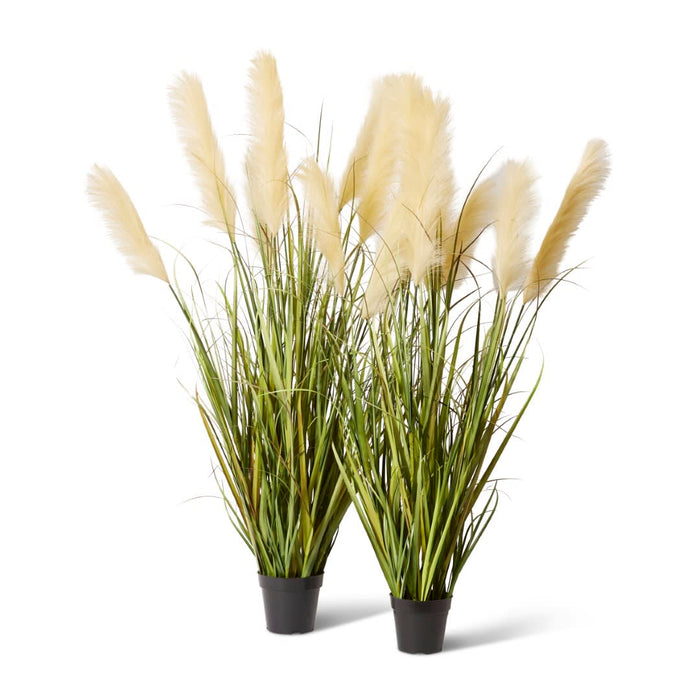 Grass Pampas Potted - Green/White, 150cm (H)