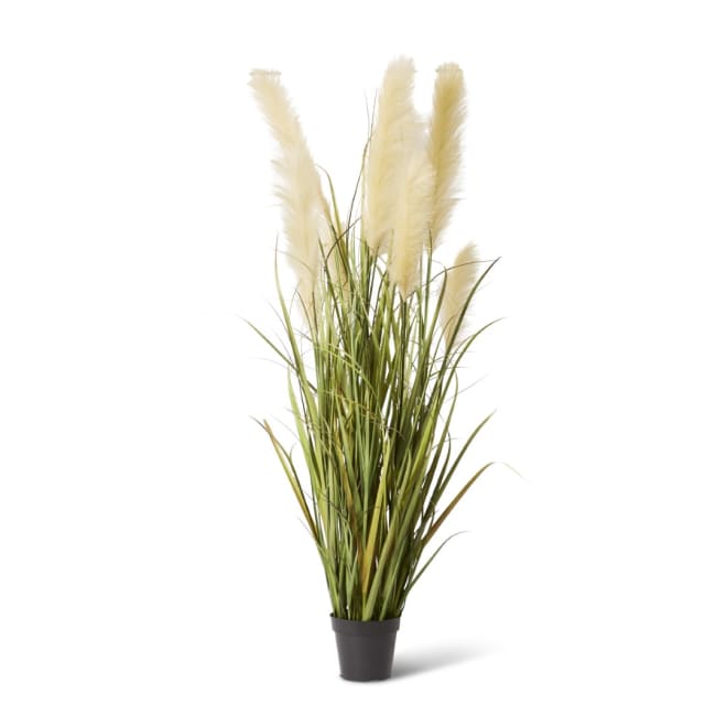 Grass Pampas Potted - Green/White, 150cm (H)