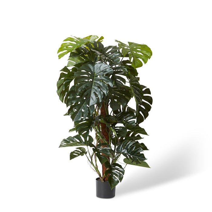 Monstera Totem Potted - Green, 130cm (H)