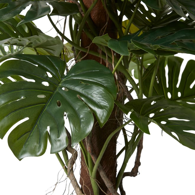 Monstera Totem Potted - Green, 180cm (H)