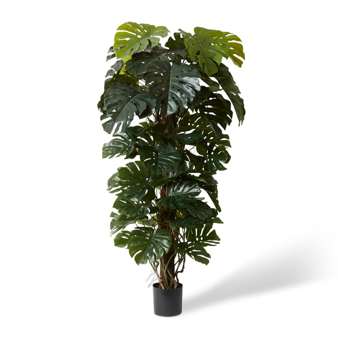 Monstera Totem Potted - Green, 180cm (H)