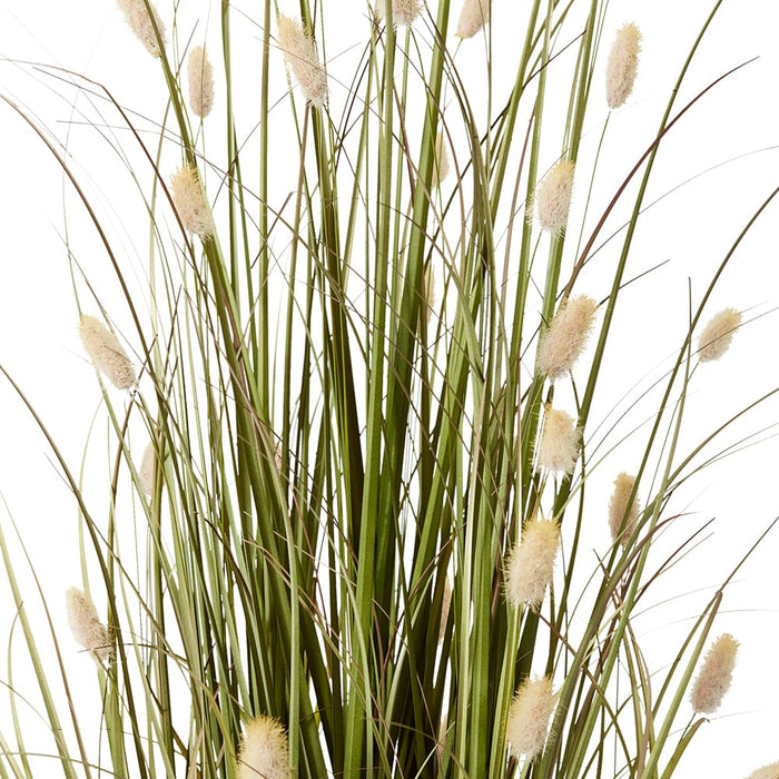 Grass Bunny Tail Potted - Natural/Green, 122cm (H)