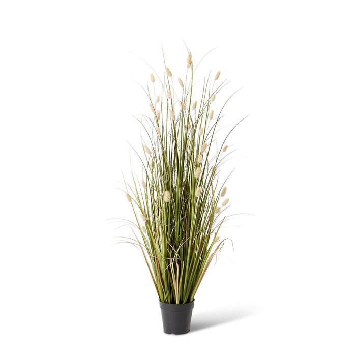 Grass Bunny Tail Potted - Natural/Green, 122cm (H)
