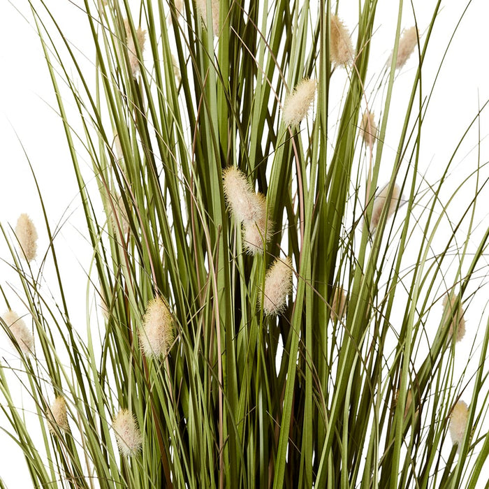 Grass Bunny Tail Potted - Natural/Green, 152cm (H)