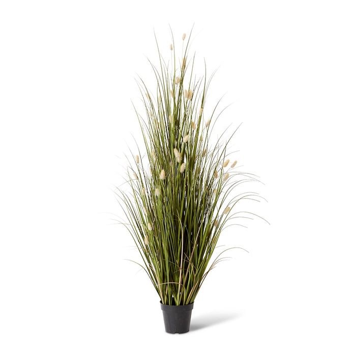 Grass Bunny Tail Potted - Natural/Green, 152cm (H)