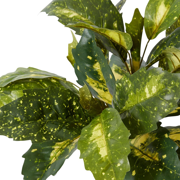 Acuba Bush Potted - Yellow/Green, 35cm (H)