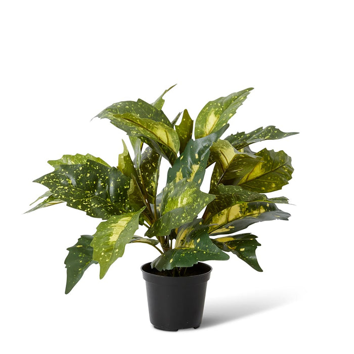Acuba Bush Potted - Yellow/Green, 35cm (H)