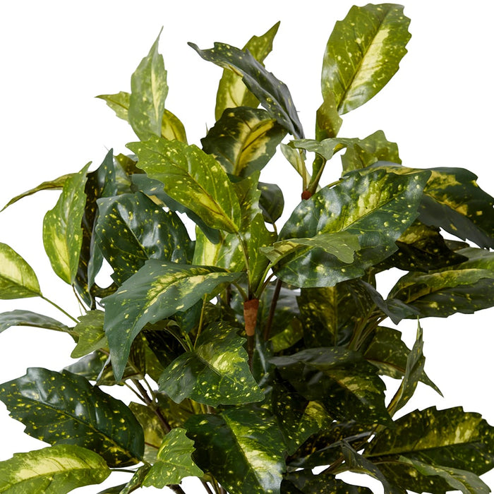 Acuba Bush Potted - Yellow/Green, 64cm (H)