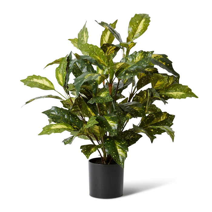 Acuba Bush Potted - Yellow/Green, 64cm (H)