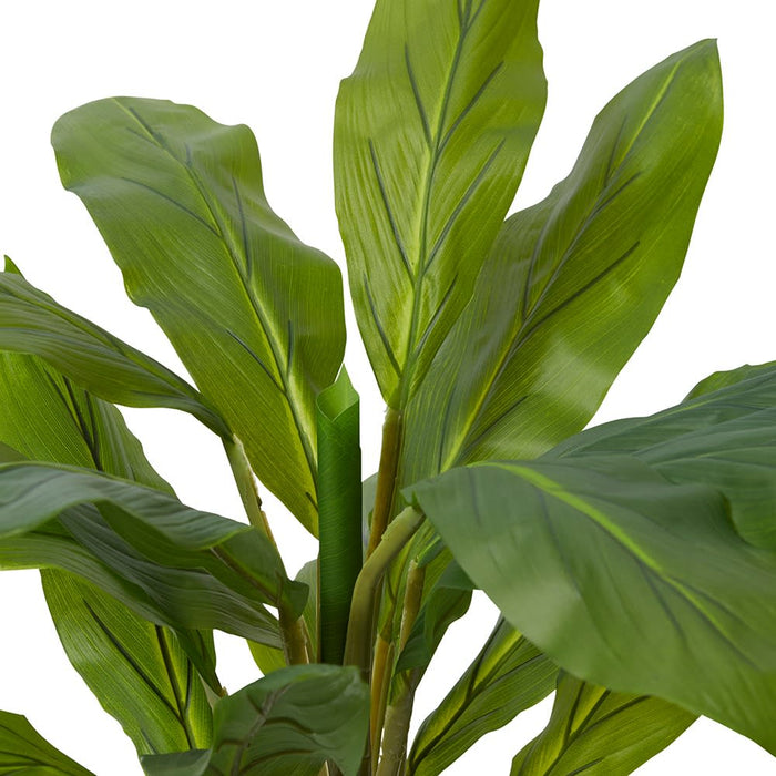 Cordyline Plant Potted - Green, 85cm (H)