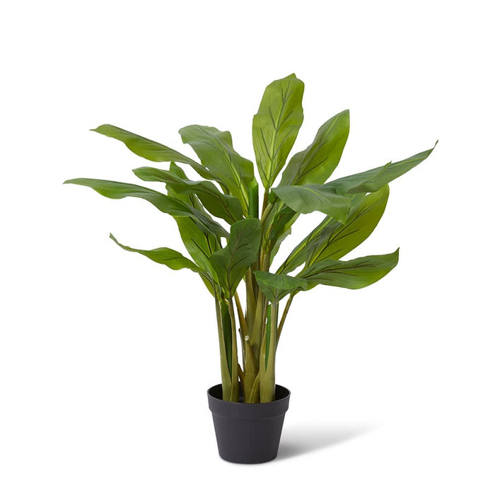 Cordyline Plant Potted - Green, 85cm (H)